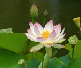 Coaching Lotus